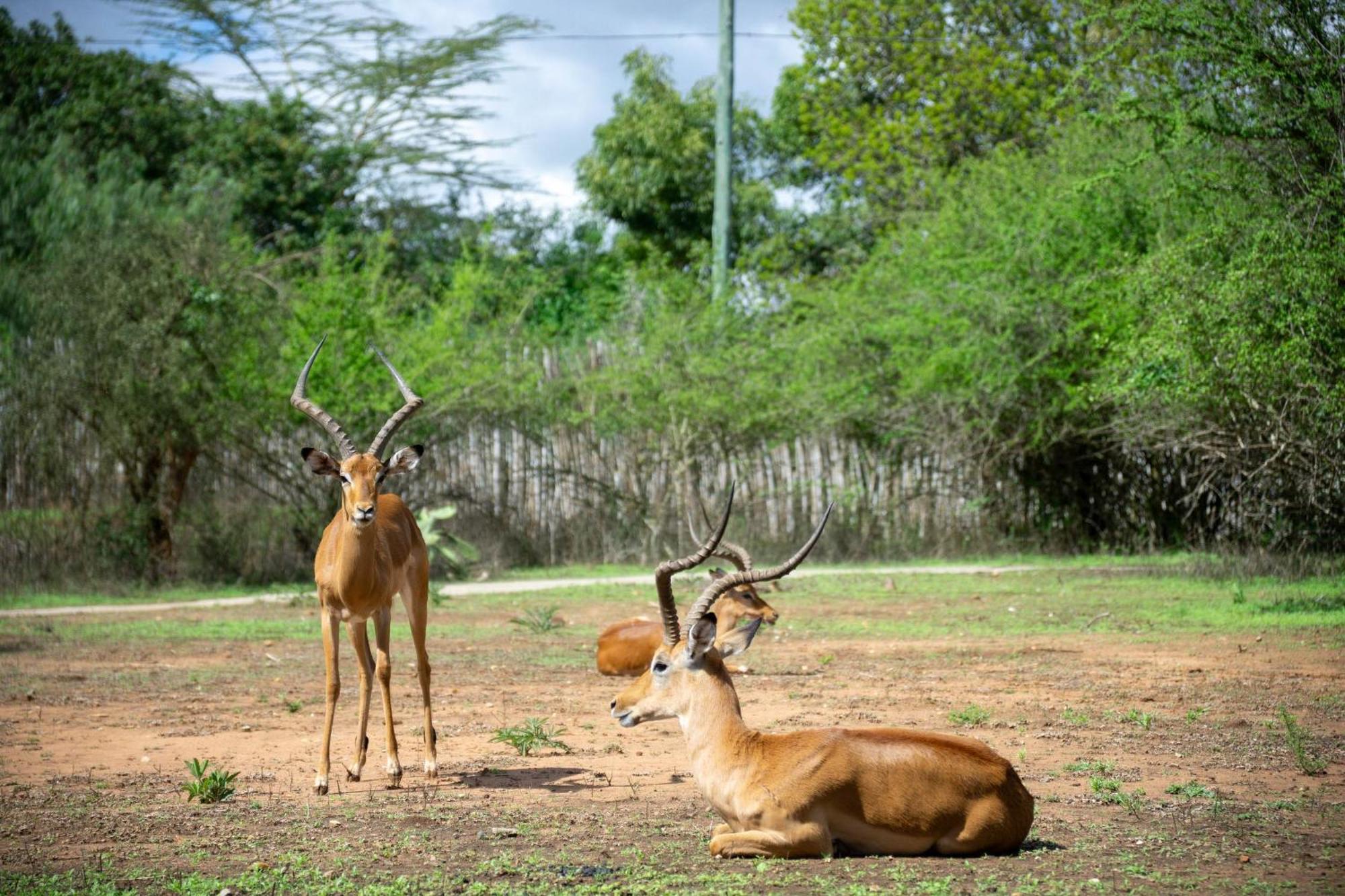 鲁肯亚休闲酒店 Athi River 外观 照片